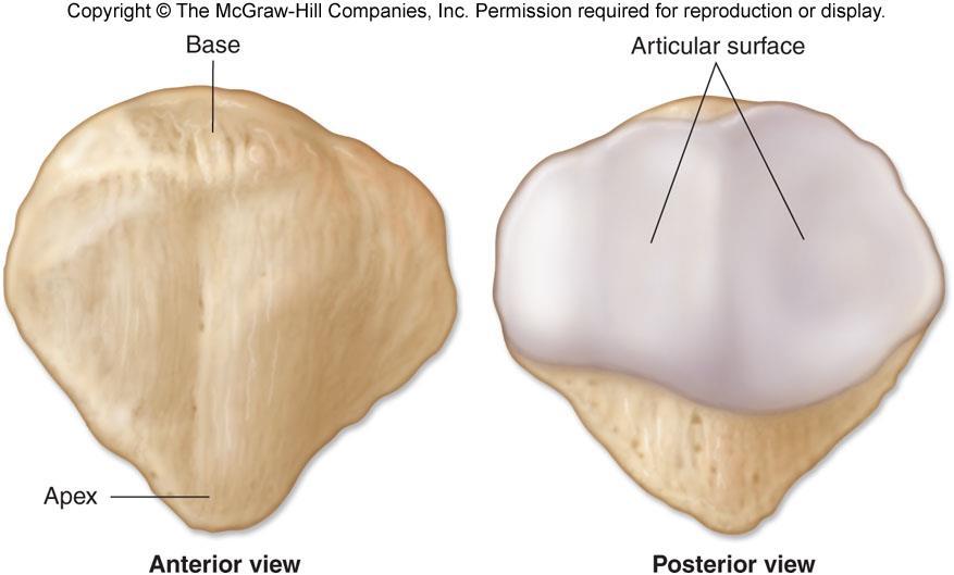 The kneecap Patella Triangular with broad superior border and inferiorly