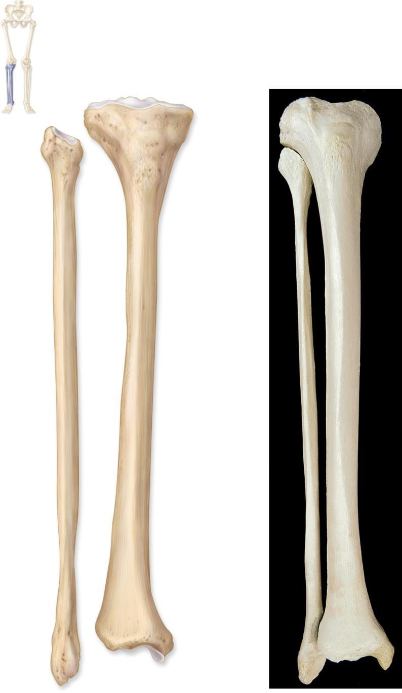 Tibia and Fibula Copyright The McGraw-Hill Companies, Inc. Permission required for reproduction or display.