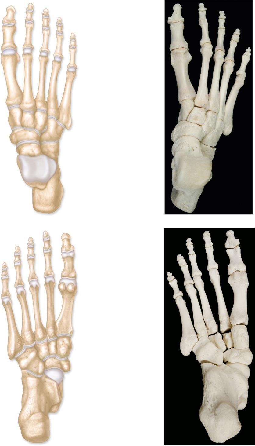 Foot Bones Copyright The McGraw-Hill Companies, Inc. Permission required for reproduction or display.