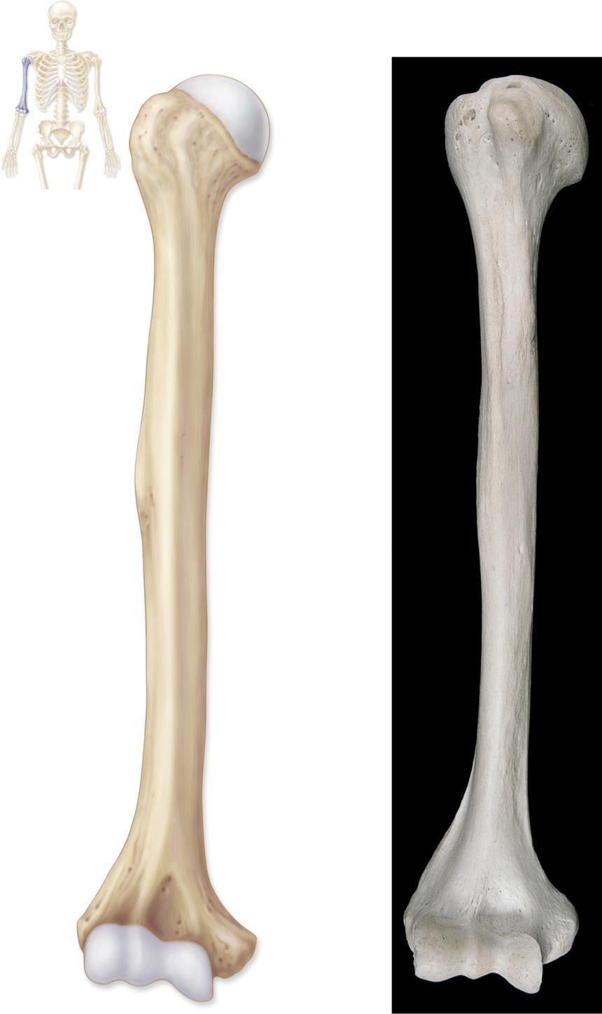Humerus Copyright The McGraw-Hill Companies, Inc. Permission required for reproduction or display.