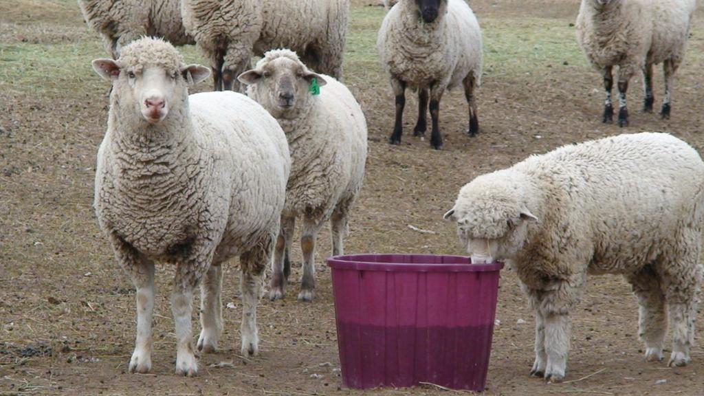 ith Diatomaceous Earth on growing and mature sheep to compliment rough-age (grass hay, Protein...16% Fat...6% Magnesium...1% Calcium Max... 2.5% Calcium Min. 2% Phosphorus Min... 1.5% Potassium Min.