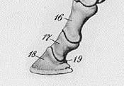 Interphalangeal joint cont. Articulating structures: Distal sesamoid (navicular bone) Synovial structures: Separate navicular (podotrochanteric) bursa. Fig 1.