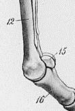 Interosseus muscle/suspensory ligament Proximal sesamoidean ligaments: Intersesamoidean and lat & med collateral sesamoidean Distal sesamoidean ligaments