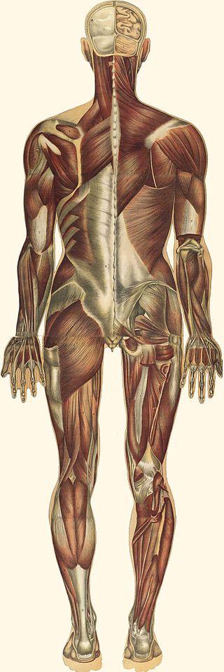 BIOLOGY - CLUTCH Muscle system organ system that includes skeletal,
