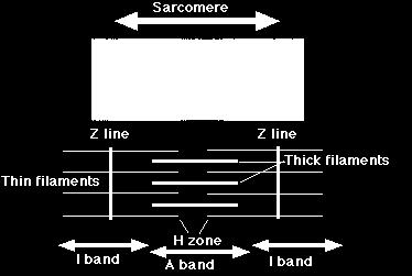 sarcomere - Myosin protein that forms the thick