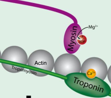 wrapped around actin, covering myosin binding sites - Troponin