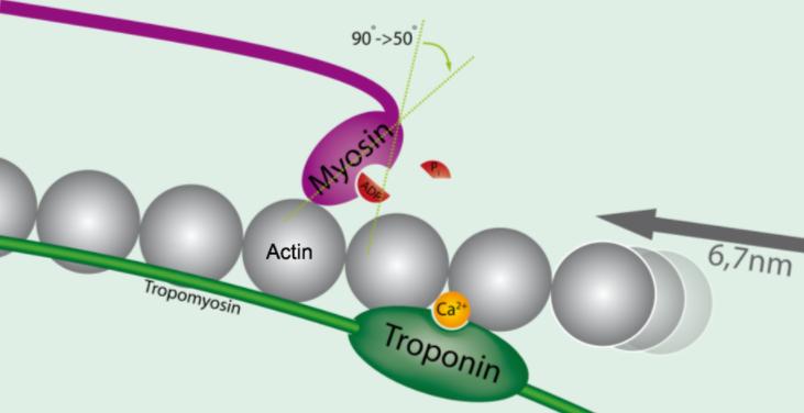 Troponin binds Ca 2+, it causes tropomyosin to move and expose