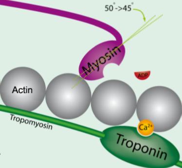 with ATP binds the exposed actin filament, and hydrolyzes ATP