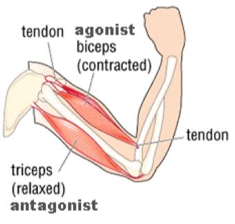 Cartilage elastic tissue containing