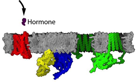 Steroid hormones can readily cross the cell membrane, and have intracellular receptors Intracellular receptors receptors found inside of cells Tend to modify