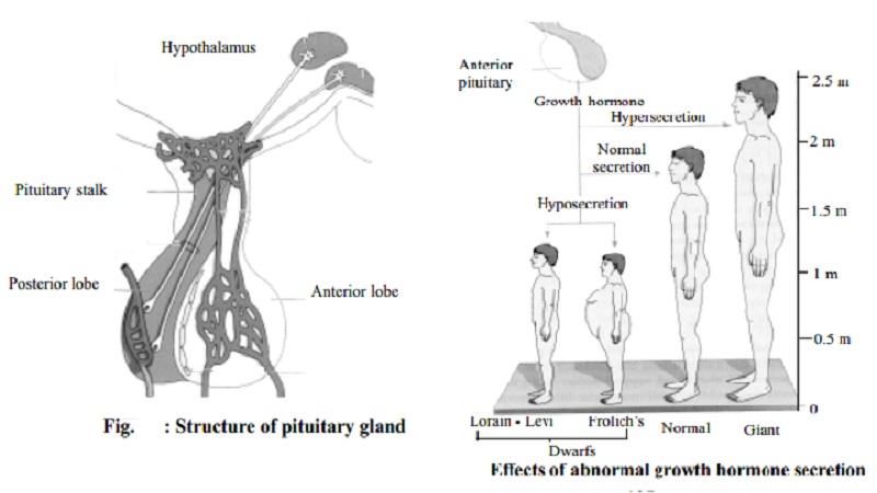Anterior pituitary secretes tropic and direct hormones, linked to hypothalamus by blood vessels Hypothalamus secretes hormones into its capillaries connected to capillaries in the anterior pituitary