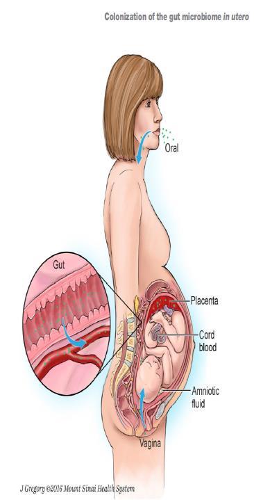 Proposed mechanisms of maternal