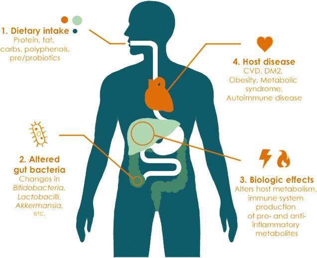 the gut microbiome and human health