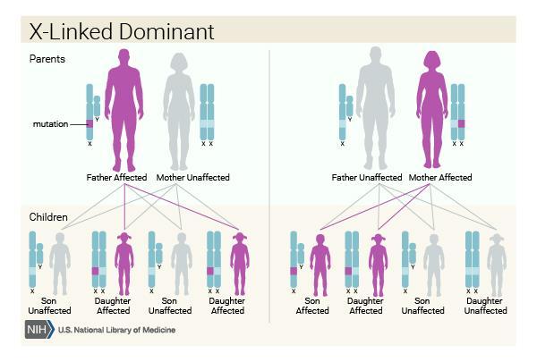 Dominant genetic disorders occur when only a single copy of an abnormal gene is necessary to cause a particular disease.