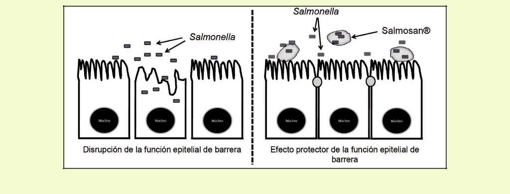 Fig. Fig. 2. 2. Imágenes Electron de microscope microscopía electrónica image of de SALMOSAN aglutinando agglutinating Salmonella en in tejido chicken intestinal gut de tissue. pollo.
