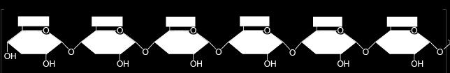Three polysaccharides are common in organisms:,, and : all of these are polymers, or chains, of glucose molecules.