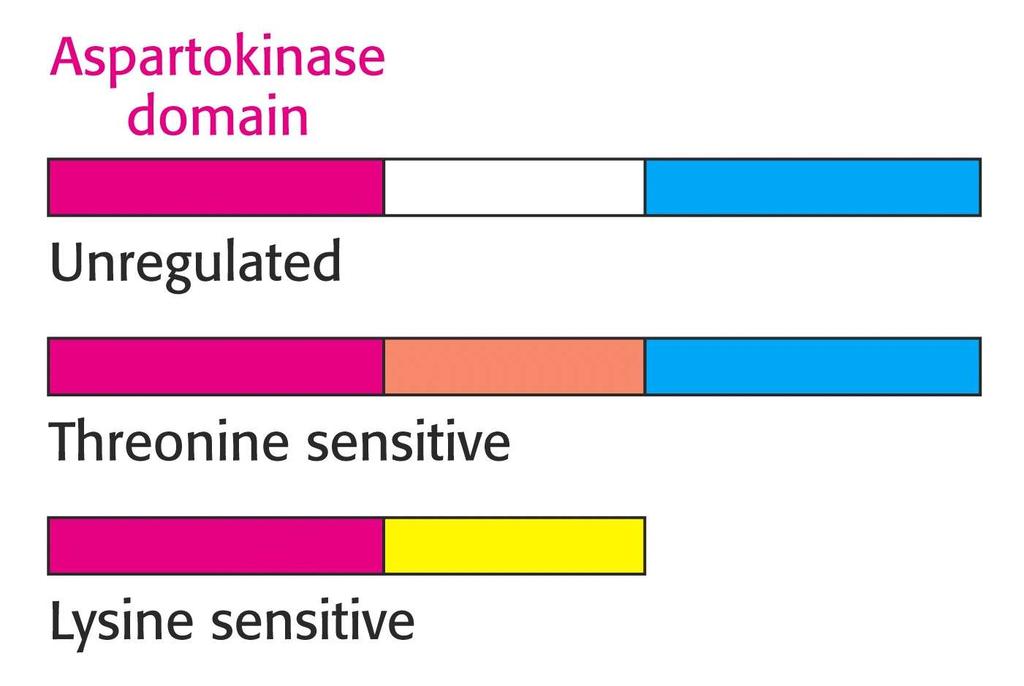 3.1 Regulation of Branched Pathways Enzyme multiplicity Example: Aspartokinase Threonine Methionine Lysine 41 41 3.