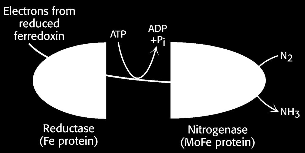1. Nitrogen Fixation Microorganisms use ATP and ferredoxin to reduce atmospheric nitrogen to ammonia.