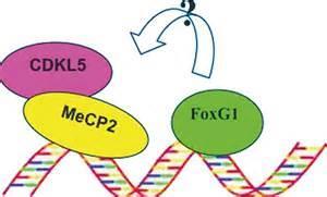 MeCP2 duplication The gene products interact