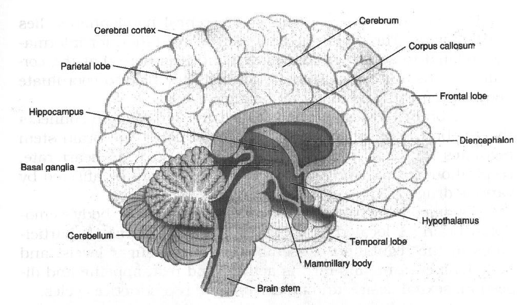 The Brain s Division of Labor Voluntary muscle Receives sensory impulses (pain, hot, cold), and awareness of body parts movement, motor area for speech, emotional behavior,