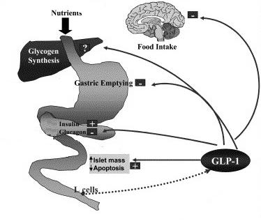 Oral Glucose Promotes More Insulin Release than IV Glucose - Indicating a Role for Incretins Incretin Drugs GLP Agonists Exenatide