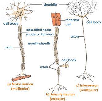 The neurons present in the brain that connect the sensory and the motor neurons.