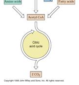 The itric acid cycle The itric Acid ycle II 11/17/2009 It is called the Krebs cycle or the tricarboxylic and is the hub of the metabolic system.