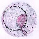 Nuclear Membrane Surrounds nucleus Made of two layers Openings allow material