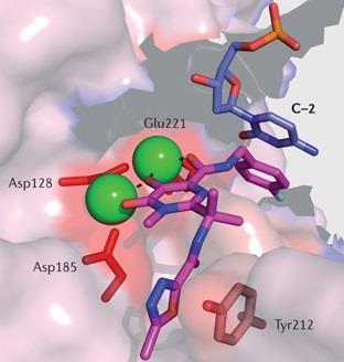 Mechanism of Interaction specific to Integrase Inhibitors: Chelation with Cations Mean DTG concentration (µg/ml) Binding of integrase inhibitors Mg Mg Integrase Inhibitor 2.0 1.8 1.6 1.4 1.2 1.0 0.