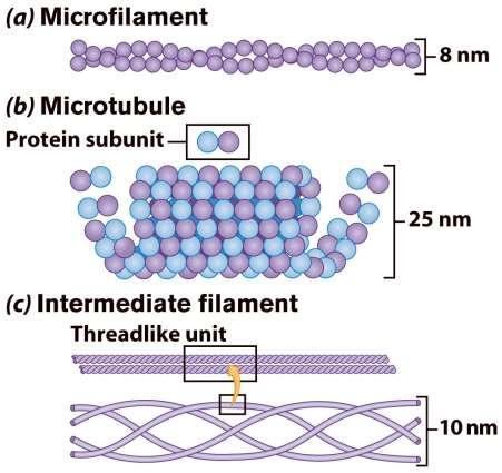 Filaments & fibers Made of 3 fiber types Microfilaments Microtubules
