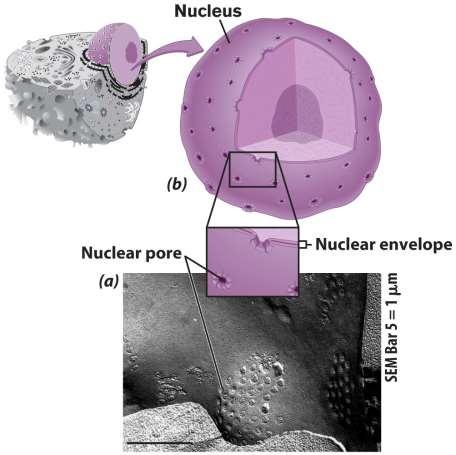Separates nucleus from rest of