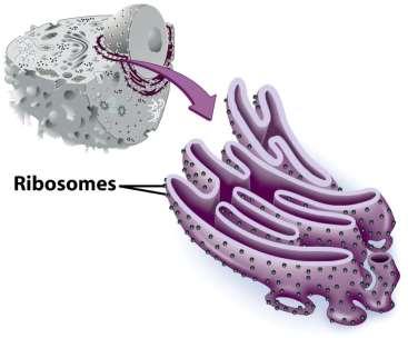 Ribosomes attached to surface Manufacture protiens Not all