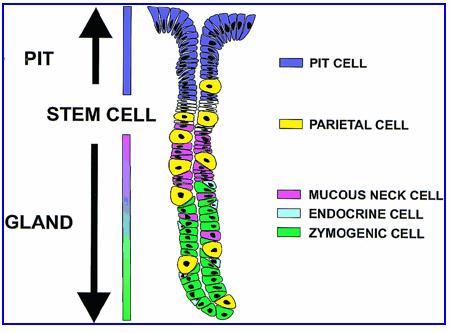 Gastric Cancer: Stem cells Stem Cell Identification of stem