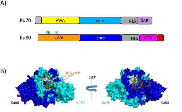 Ku proteins are central to DNA end recognition and recruitment of NHEJ factors heterodimerisation and DNA binding interaction with Ku binding motif proteins (K)