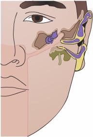 The eardrum blocks bacteria from getting into the middle ear. If the eardrum tears apart, or ruptures, bacteria can easily get into the middle ear and cause an infection. Our eardrums help us hear.