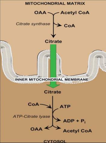 But if isocitrate dehydrogenase is inhibited (Responsible for the conversion of iso citrate to α- ketoglutarate) by the high concentration of ATP present in the cell then isocitrate concentration