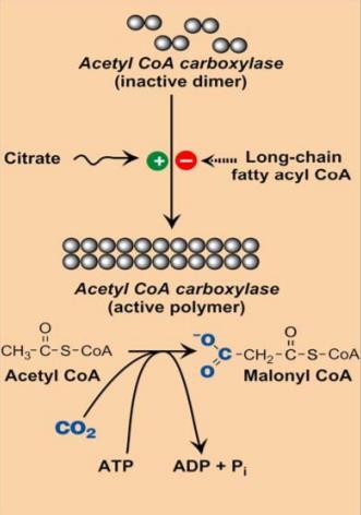 Regulation of fatty acid synthesis and degradation: - Synthesis and oxidation do not occur at the same time because it would be a waste of energy.