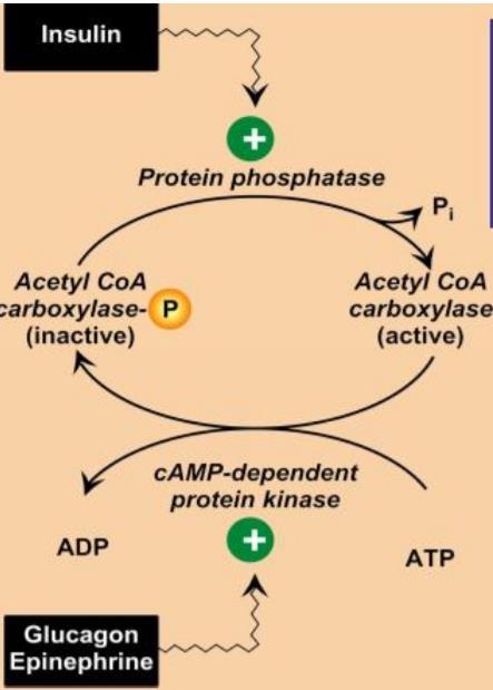 Phosphorylation: - When Glucagon or Epinephrine level is high it stimulates camp dependent kinase which adds a phosphate group to Acetyl CoA Carboxylase transforming it to the inactive form.