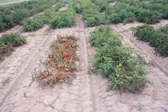 2005 Tomato Breeding 3 Breeding New Varieties and Parental Lines for the Great Lakes Tomato Industry Despite diverse and adverse conditions, varieties OX325, FG01-158 and FG01-160 continue to perform
