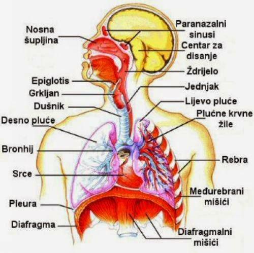 2. Anatomija i fiziologija dišnog sustava Dišni sustav čine dišni putevi koji dovode zrak u pluća gdje se zbiva izmjena plinova.