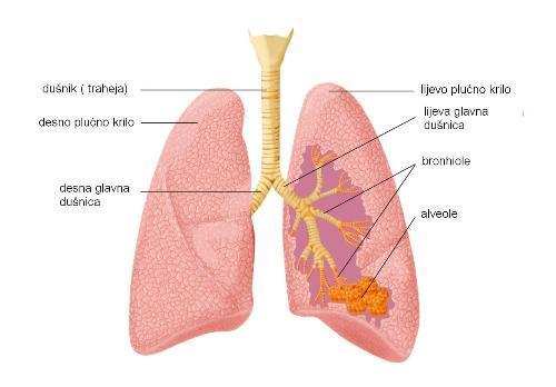 U plućnim mjehurićima se nalazi zrak pa je krv od zraka odijeljena tankom stjenkom (alveolokapilarna opna) i međustaničjem (intersticij).