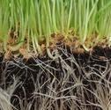 Rapidly increases capillary root formation in plants, Improve the soil structure, Dispose of the capillary root seedlings allows applications early in the period Can use for rooting of scion Has