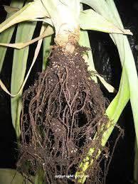 Vigorous root growth delivers more uptake of nutrition, more CO 2 production for photosynthesis and enhanced stress resistance.