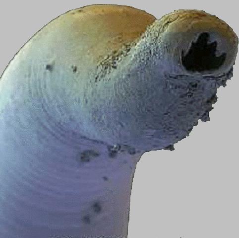 hookworm