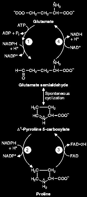 Prolin Metabolism The glutamate semialdehyde generated from ornithine and proline catabolism is oxidized to glutamate by an ATPindependent
