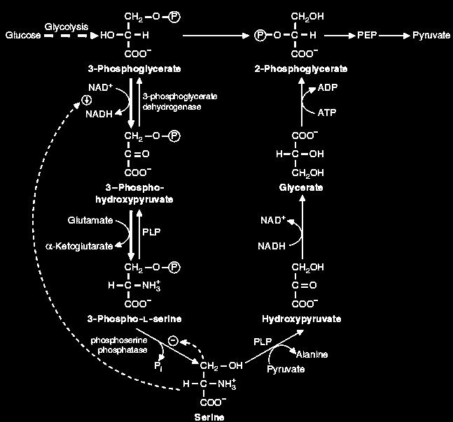 Serine Catabolism: 3-Phosphoglycerate and Pyruvate Formation Marks, 2000 Serine can be catabolized back to the glycolytic intermediate, 3- phosphoglycerate, by a pathway that is essentially a