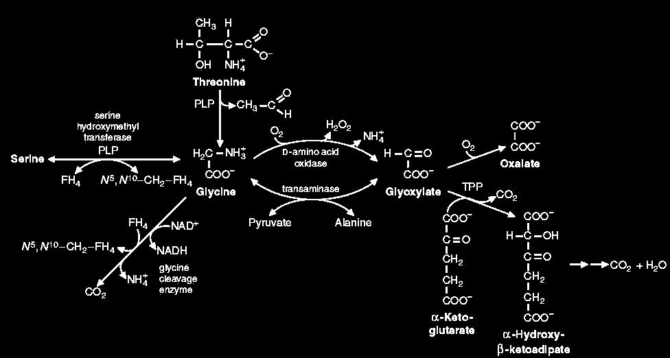 Glycine, Serine & Threonine Metabolism