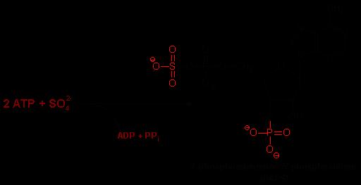 Formation of 3'-phosphoadenosine-5'- phosphosulfate (PAPS) PAPS is used for the transfer of sulfate
