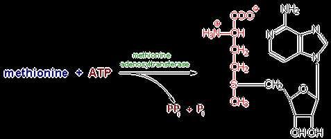 Cysteine Biosynthesis The sulfur for cysteine synthesis comes from the essential amino acid methionine.