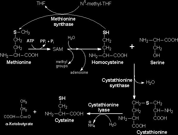 Synthesis f Cysteine